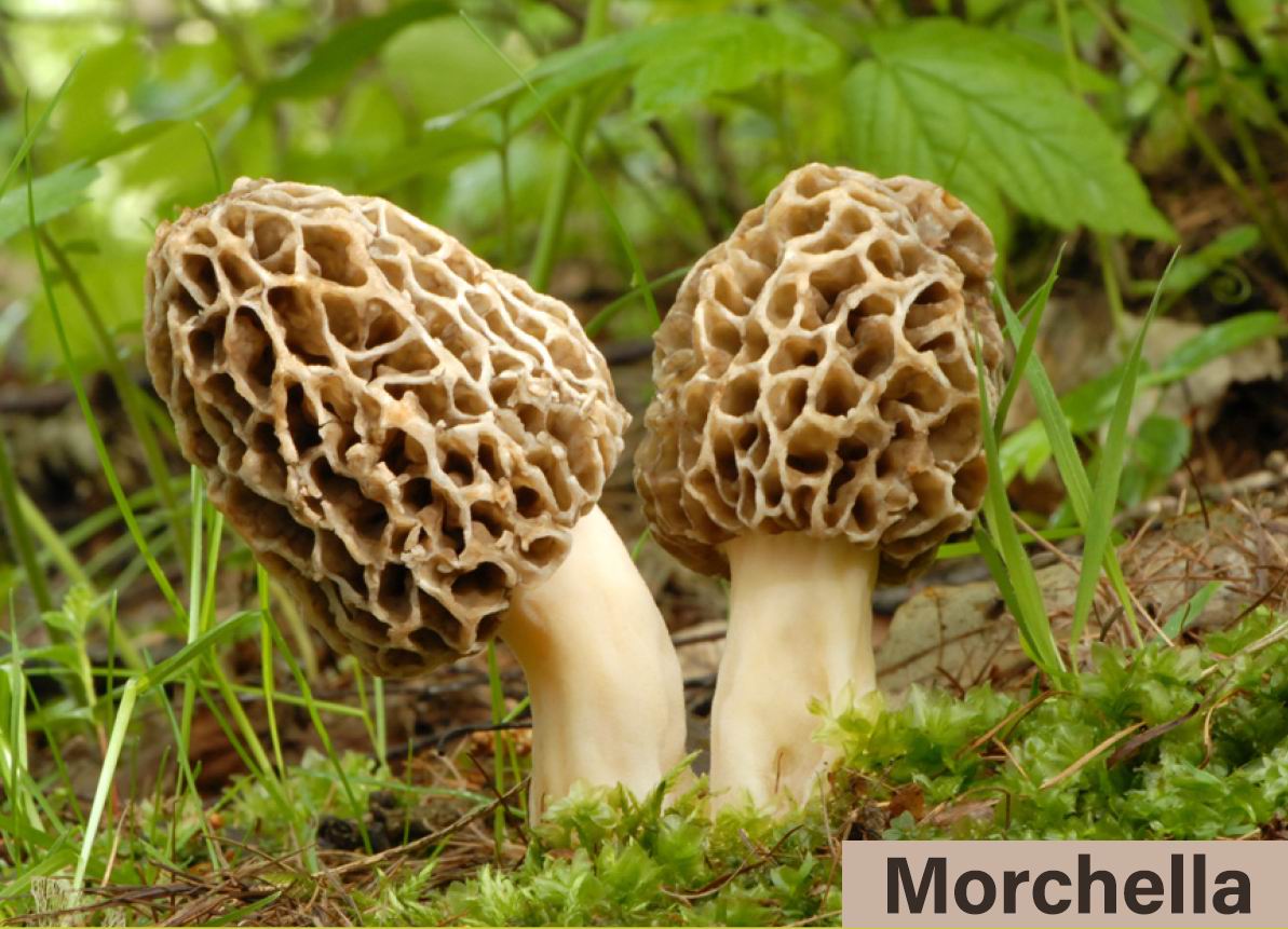 Seta Fresca Morchella